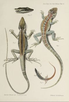 two lizards are standing next to each other on a white background, and one lizard is looking at the camera