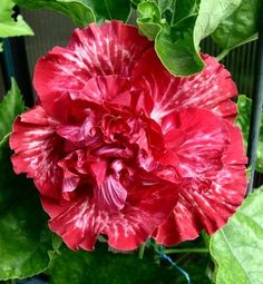 a large red flower with green leaves around it