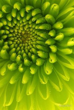 the center of a large green flower with drops of water on it's petals