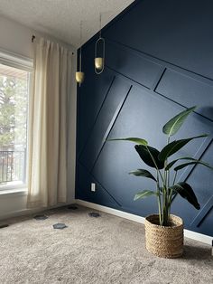 a living room with blue walls and a large potted plant on the floor next to a window