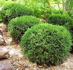 some very pretty green bushes in the grass