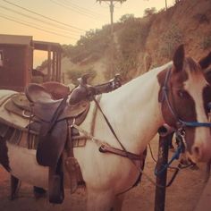 two horses are tied up to poles on the side of a dirt road in front of a horse trailer