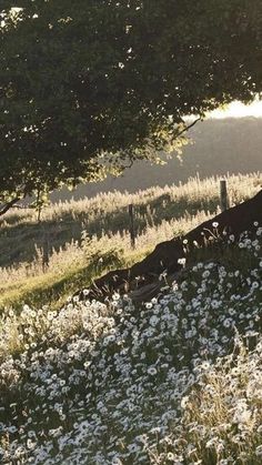 a field with white flowers and trees in the background on a sunny day at sunset