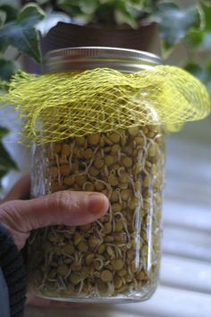 a hand holding a jar filled with yellow sprouts