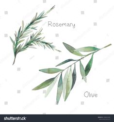 watercolor illustration of rosemary and olive leaves on white background with text that says rosemary