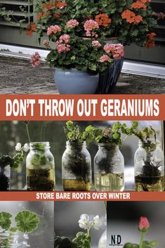 flowers in vases with text overlay that says don't throw out geraniums store bare roots over winter