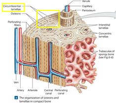 the structure of an animal's skin