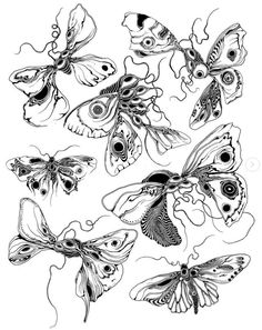 some butterflies that have been drawn in ink on paper, and are ready to be colored