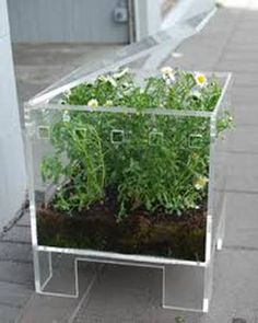 there is a clear box with plants in it