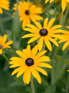 yellow flowers with black centers are in the middle of green leaves and brown tips on their stems