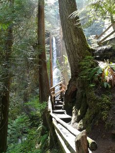 stairs lead up to a waterfall in the middle of a forest with lots of trees