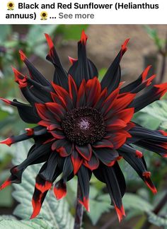 a black and red sunflower with green leaves in the foreground is an instagram post