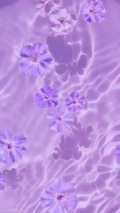 purple flowers are floating in the water