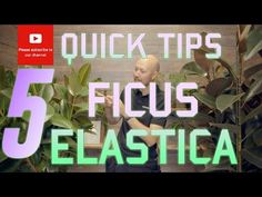 a man standing in front of some plants with the words 5 quick tips for ficus elastic