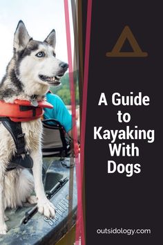 a guide to kayaking with dogs