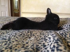 a small black rabbit laying on top of a leopard print bed spread in a bedroom