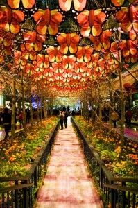 the walkway is lined with lots of plants and trees, all decorated in red lights