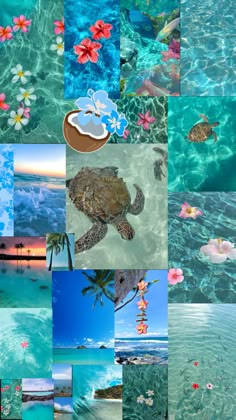 a collage of pictures with flowers, water and sea turtles in it's natural habitat