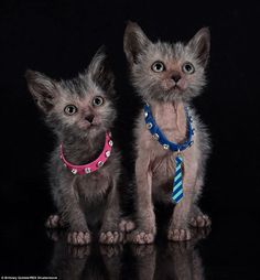 two small kittens wearing collars and leashes on black reflective surface with reflection