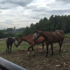 two brown horses standing next to each other on a field