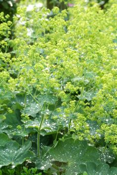 green plants with water droplets on them