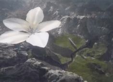 a large white flower sitting on the side of a mountain