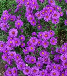 purple flowers are blooming in the garden