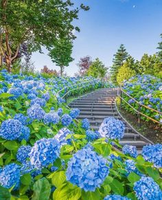 blue hydrangeas are growing on the steps leading up to some trees