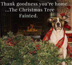 a dog sitting in front of a christmas tree