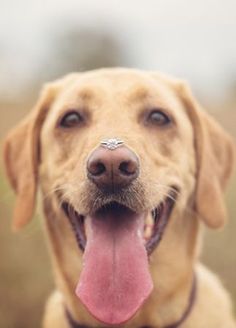 a dog with its tongue hanging out