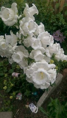 white flowers are growing in the garden