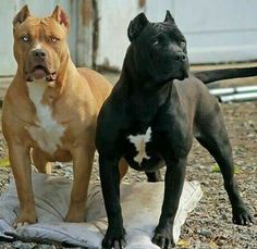 two dogs standing next to each other on a blanket