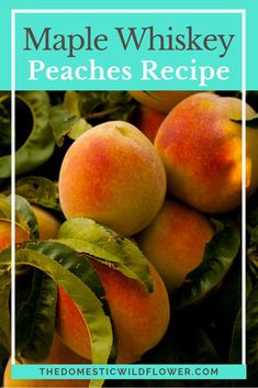 some peaches are growing on the tree with text overlay that reads maple whiskey peaches recipe