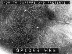 spider web with the words how to capture and preserve