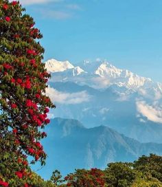 Gangtok tour packages Sikkim Photography, Yumthang Valley, Gurudongmar Lake, North Sikkim, Travel Destinations In India, Valley Of Flowers, Amazing India