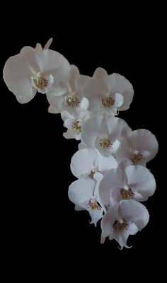 some white flowers on a black background