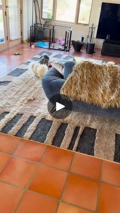 a living room with a dog laying on the floor and a television in the background