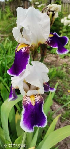 two white and purple flowers are in the grass