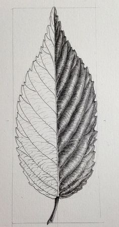 a pencil drawing of a leaf on paper