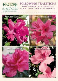 pink flowers are shown in four different pictures