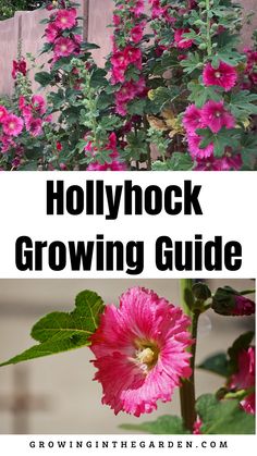 pink flowers with green leaves and the words hollywood growing guide