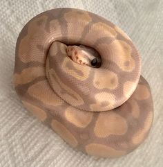 a ball python curled up on top of a white blanket with its head in the center