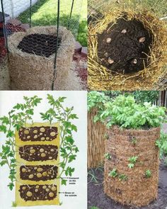 four different stages of growing plants in the garden, including straw bales and hay