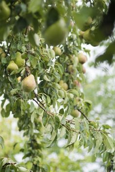 an apple tree filled with lots of green apples hanging from it's branches,