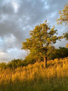 a lone tree in the middle of a grassy field