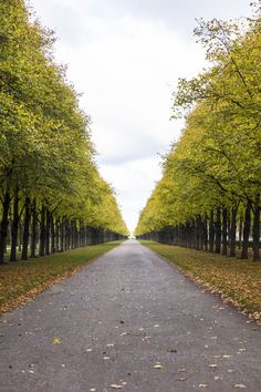 the road is lined with trees and leaves