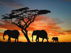 three elephants are silhouetted against the setting sun in this landscape photo taken at dusk