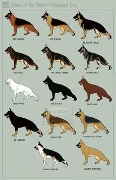 an image of german shepherd dogs in different colors