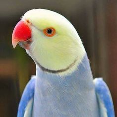 a blue and yellow bird with orange eyes