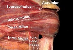 an image of the back of a person's torso with labels on it and labeled muscles